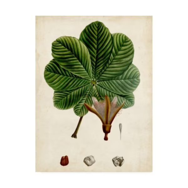 Vision Studio 'Verdant Foliage Ii' Canvas Art, 35x47, Trademark Fine Art, Mfr#: WAG10965-C3547GG